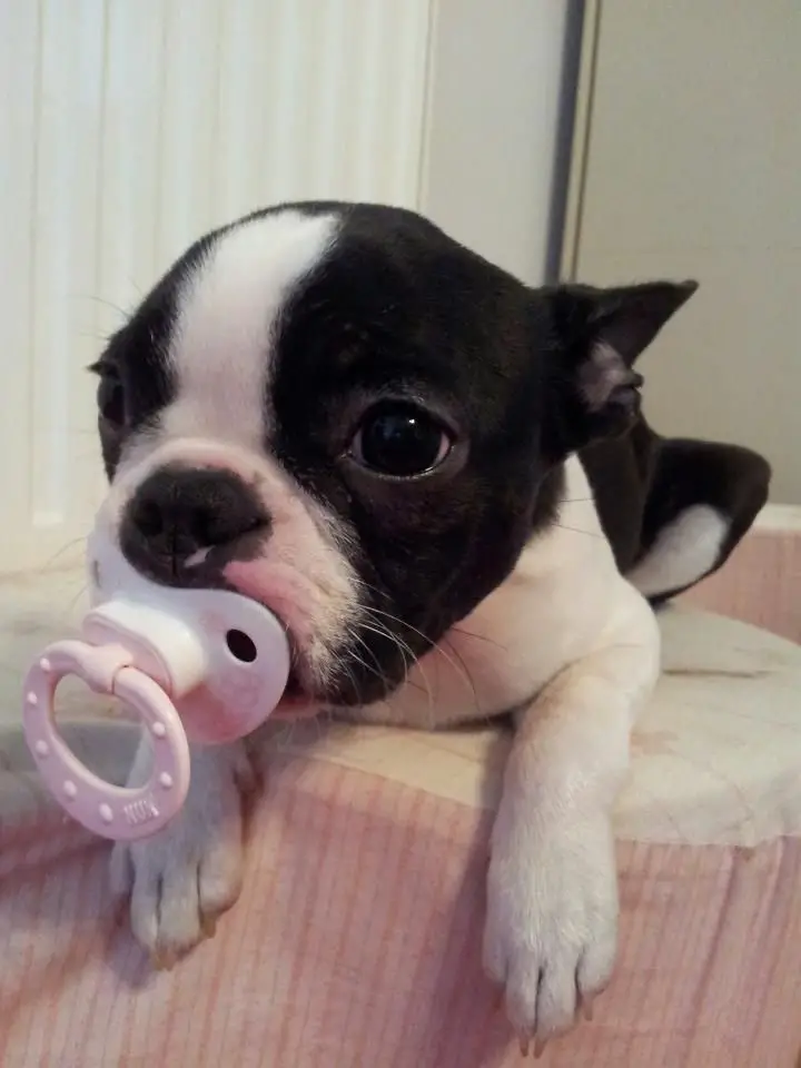 Boston Terrier lying on the bed with pacifier in its mouth