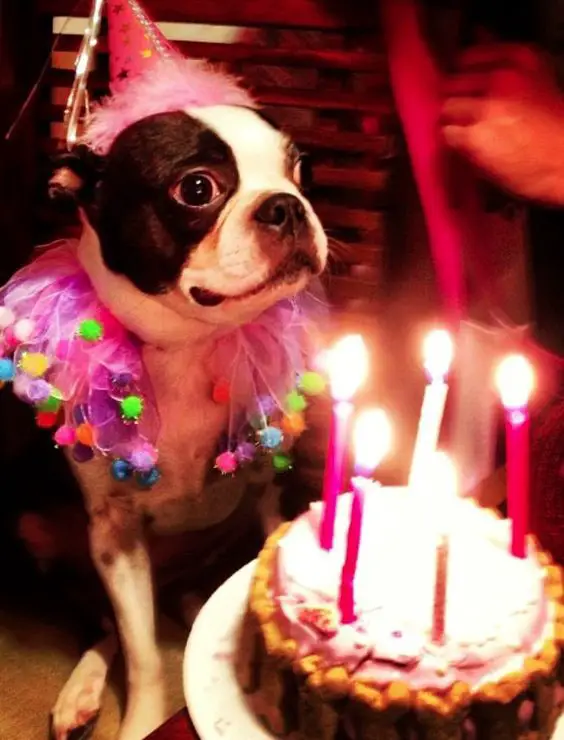 Boston Terrier wearing a pink cone hat and tutu while sitting on the floor in front of her birthday cake