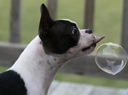 A Boston Terrier trying to lick the bubble in front of him
