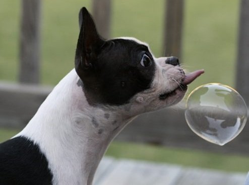 A Boston Terrier trying to lick the bubble in front of him