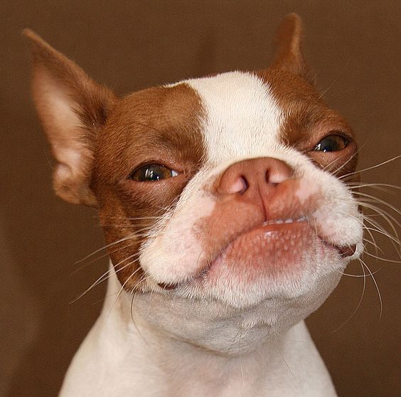 smiling tan and white Boston Terrier