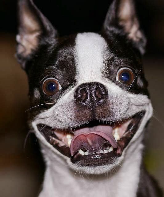 smiling Boston Terrier