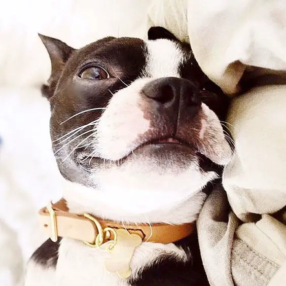 Boston Terrier in bed
