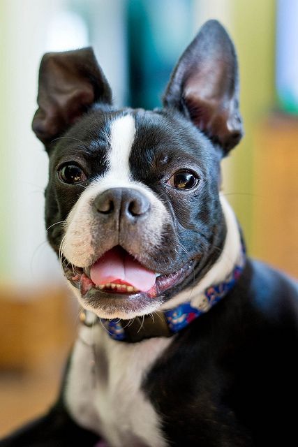 smiling face of Boston Terrier