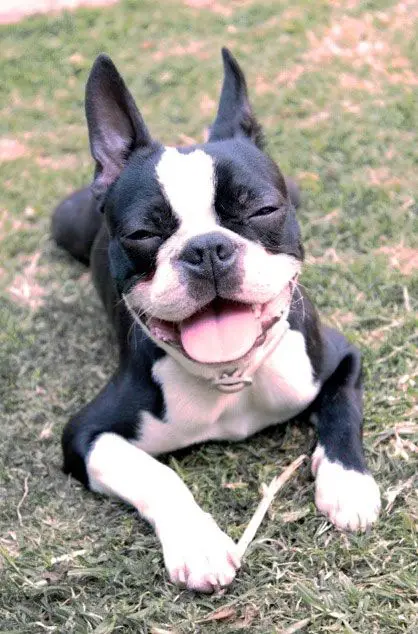 Boston Terrier smiling with no eyes while lying on the grass