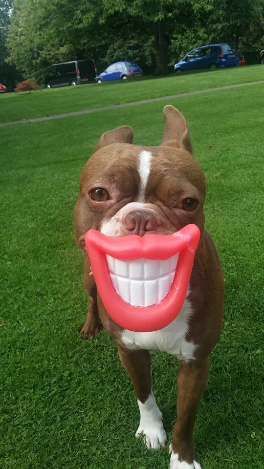 Boston Terrier with a smiling ball on its mouth