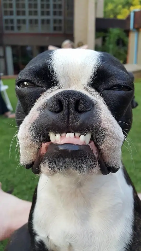Boston Terrier focusing its eyes while showing its lower teeth