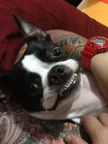 smiling black and white Boston Terrier showing its full teeth