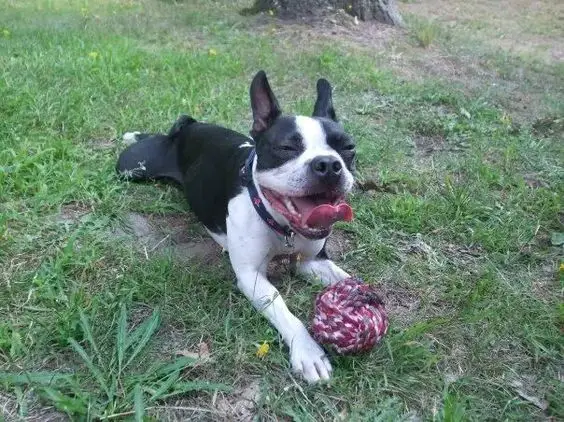 Boston Terrier lying on the grass with a toy