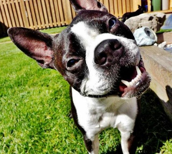 Boston Terrier in the backyard