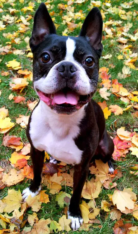 smiling Boston Terrier sitting on the grass with dried leaves