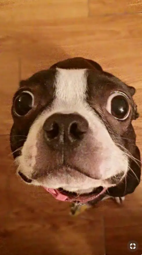 begging Boston Terrier