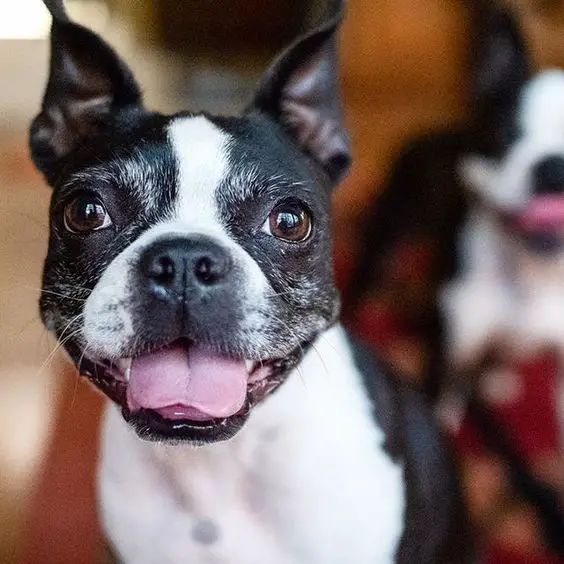 close up photo of smiling Boston Terrier