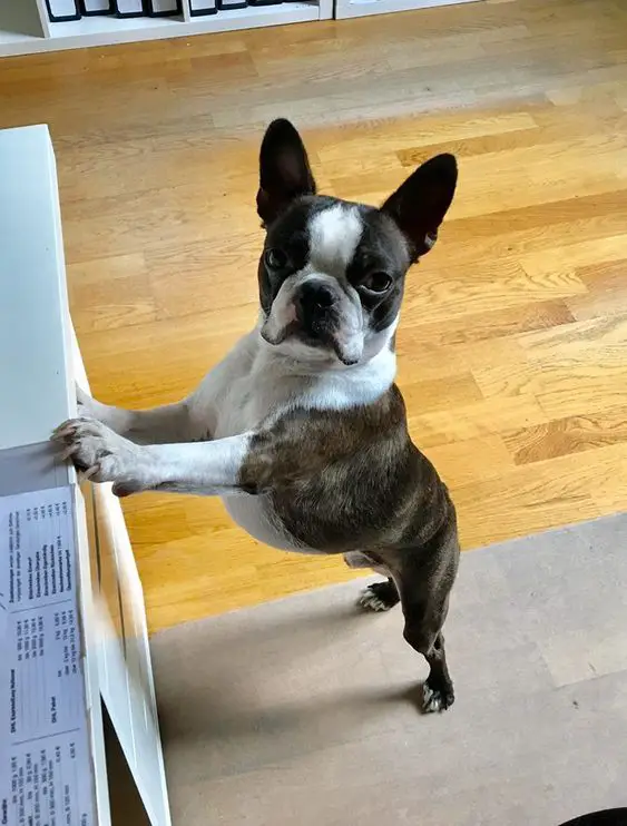 standing Boston Terrier leaning on the table with its serious look