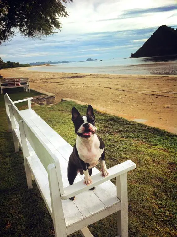 Boston Terrier on the bench by the seashore