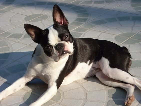 A Boston Terrier lying on the floor under the sun while tilting its head