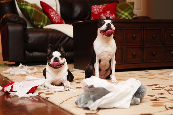 smiling Boston Terrier on the floor with torn stuffed toys and pillows