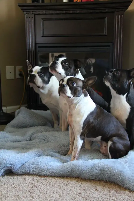 four Boston Terrier sitting on top of the blanket on the floor while looking up with their begging faces