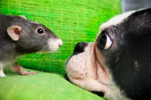 A Boston Terrier staring closely at the mouse in front of him