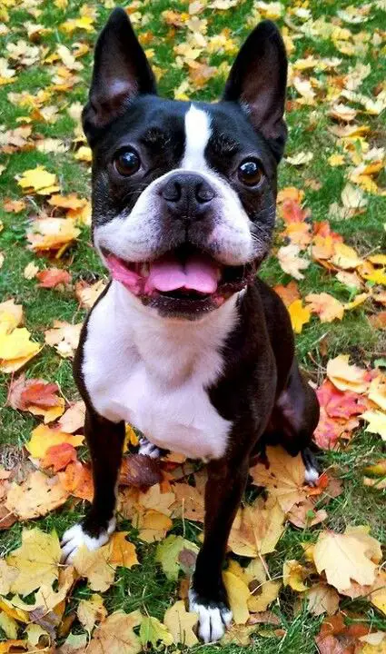 a happy Boston Terrier sitting on the grass with fallen maple leaves