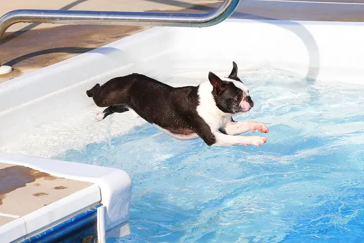 A Boston Terrier jumping towards the water in the pool