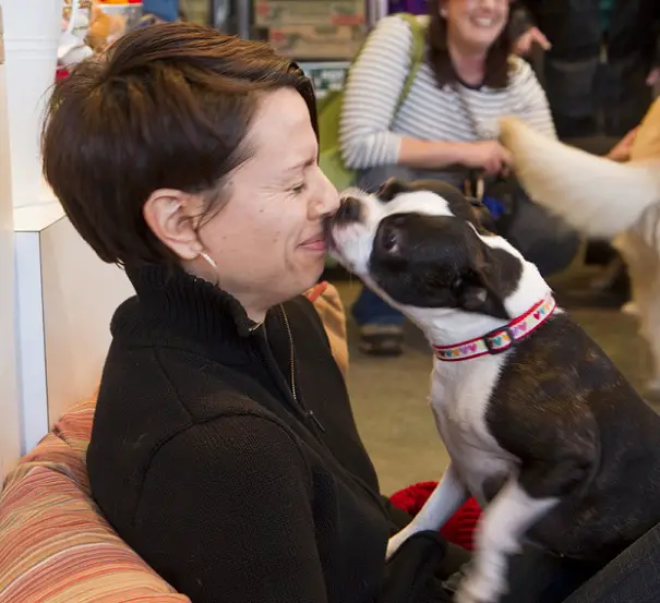 A Boston Terrier sitting on the lap of a woman while licking its mouth