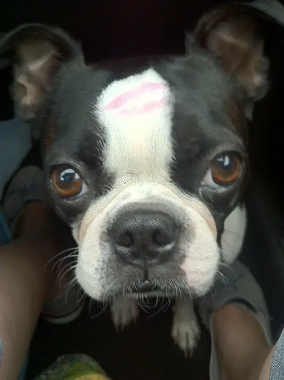 Boston Terrier with a kiss mark in its forehead while sitting on the floor in between the legs of a woman