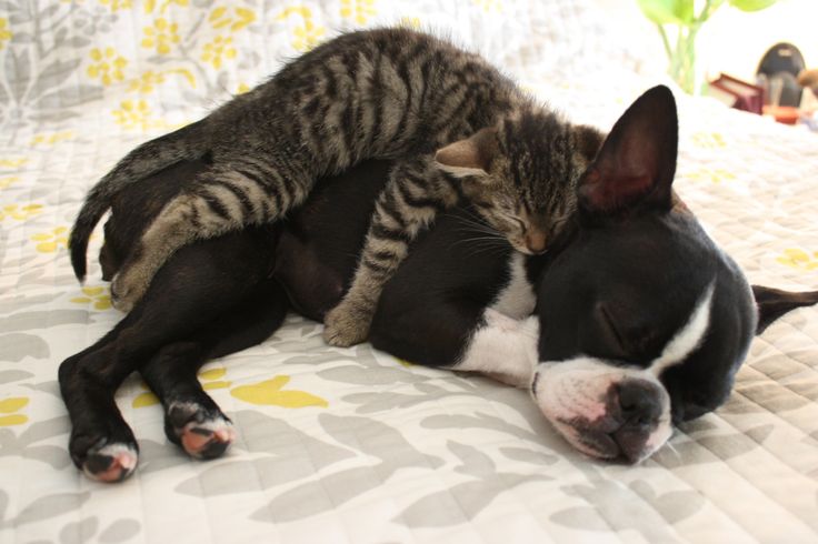 A Boston Terrier sleeping on the bed while a cat is lying on top of him