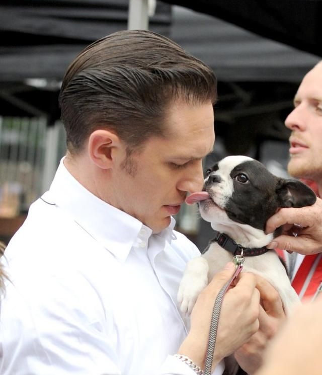 A Boston Terrier puppy licking the nose of a man carrying him