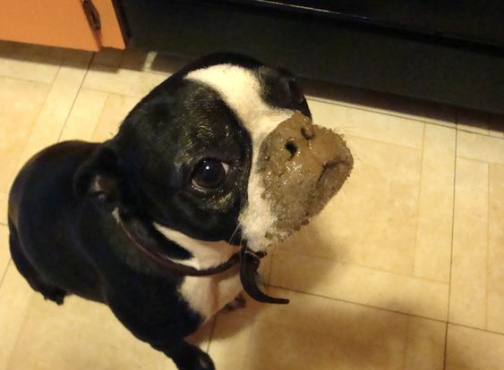 A Boston Terrier sitting on the floor with mud on its mouth