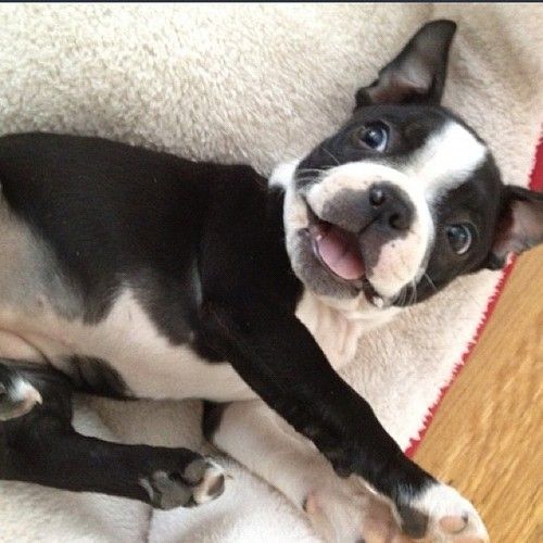 A Boston Terrier puppy lying on its bed while smiling