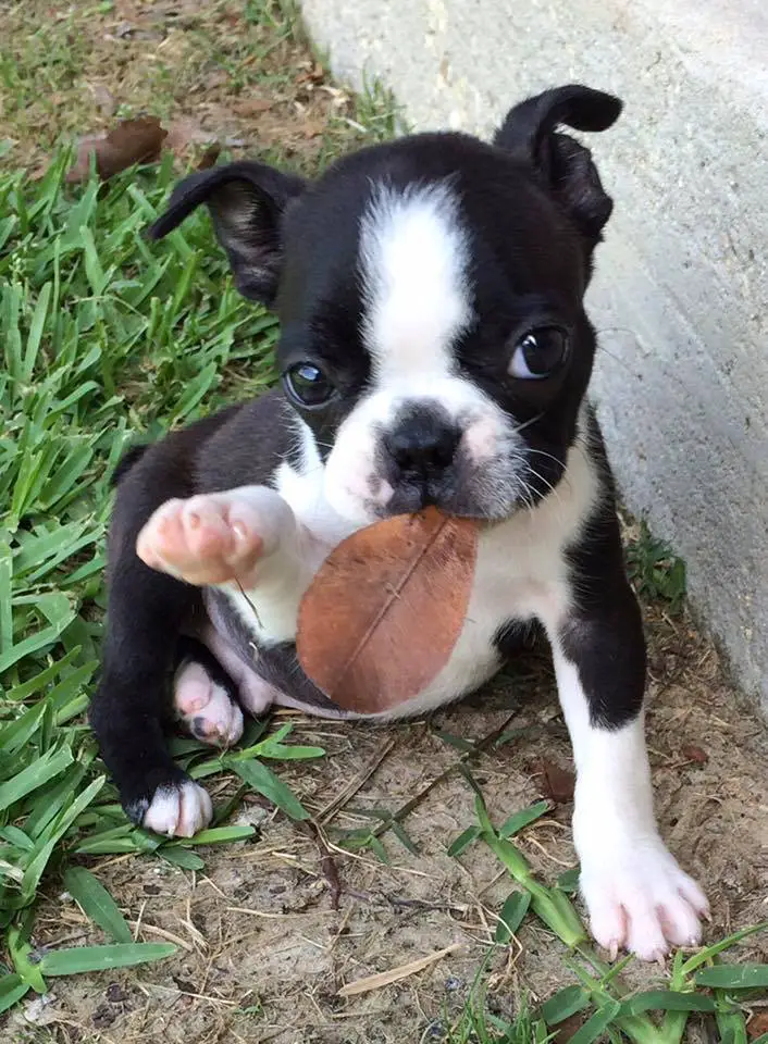 Boston Terrier puppy sitting on the ground with a dried leaf in its mouth
