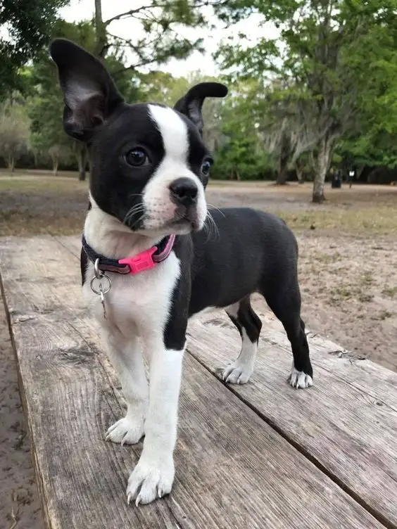 Boston Terrier standing on the wooden bench at the park