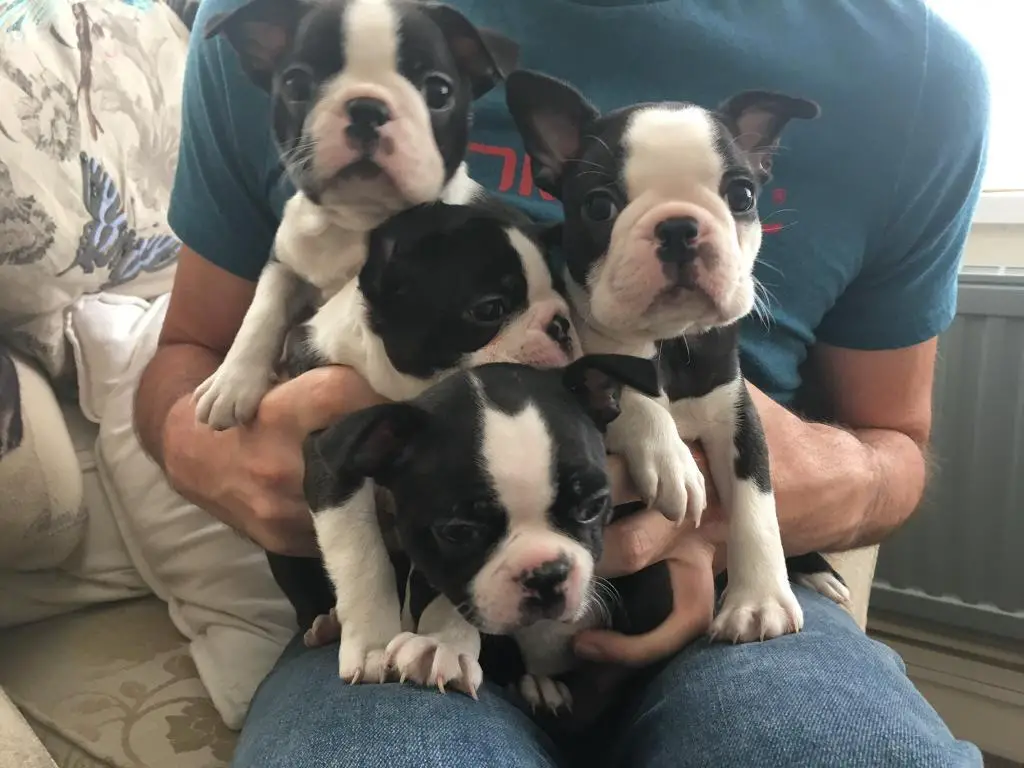four Boston Terrier puppies in the lap of a man sitting on the couch