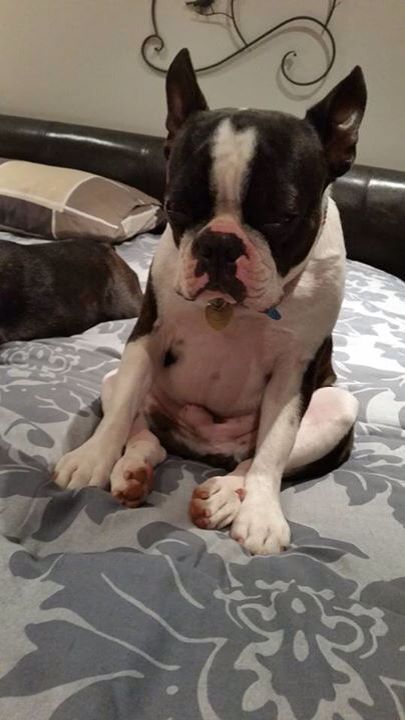 Boston Terrier sitting on the bed with its grumpy face