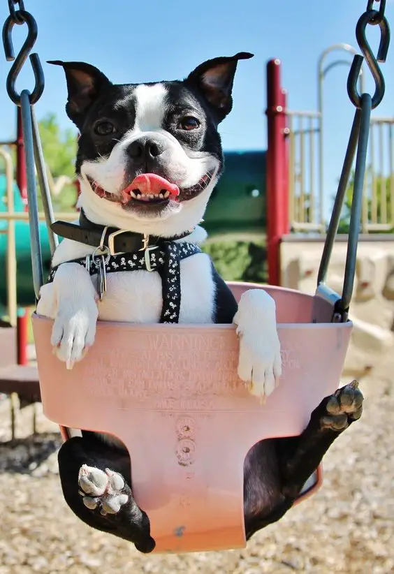 Boston Terrier in a swing at the park while smiling with sunlight on its face