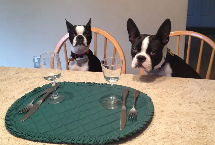 two Boston Terriers sitting on the chair across the table