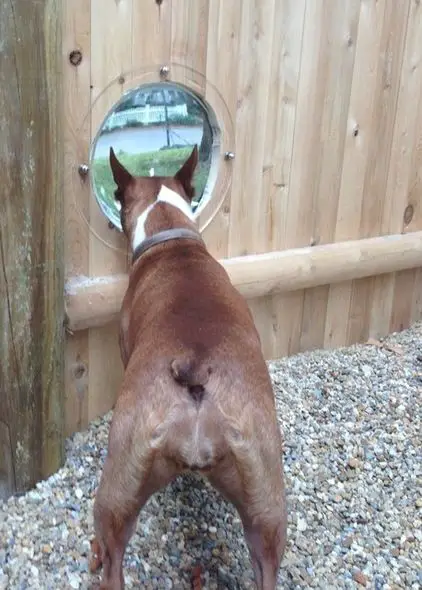 Boxer looking through a circle hole on a wall
