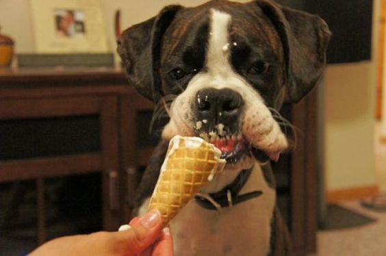 Boxer licking an ice cream