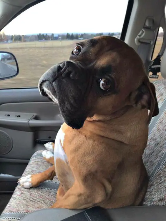 boxer dog staring while sitting on the passenger seat of the car