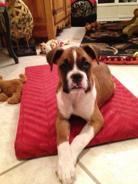 12+ Best Toys for Boxer Dogs The Paws