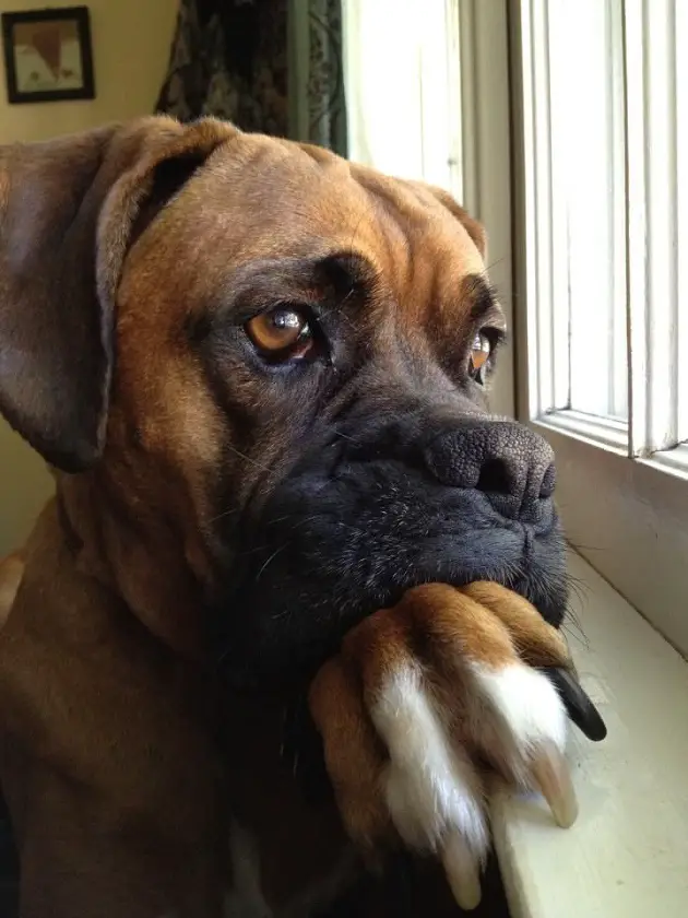 boxer dog looking out the window