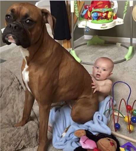 Boxer sitting on the baby