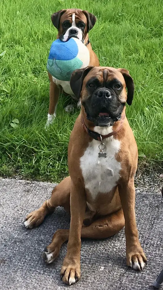 Boxer sitting on the ground with a Boxer with ball in its mouth behind