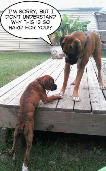 Boxer puppy trying to climp while a Boxer adult dog looking at him with a text 