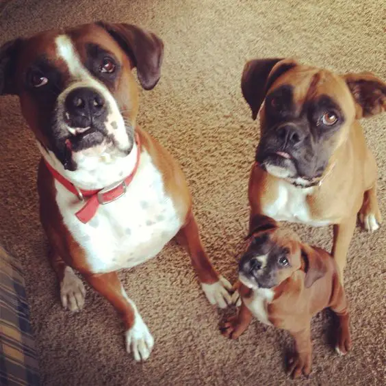 two Boxer dogs and one puppy sitting on the floor looking up
