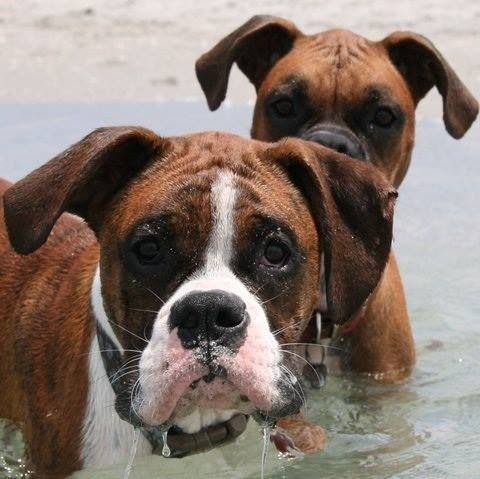 Boxer in the water