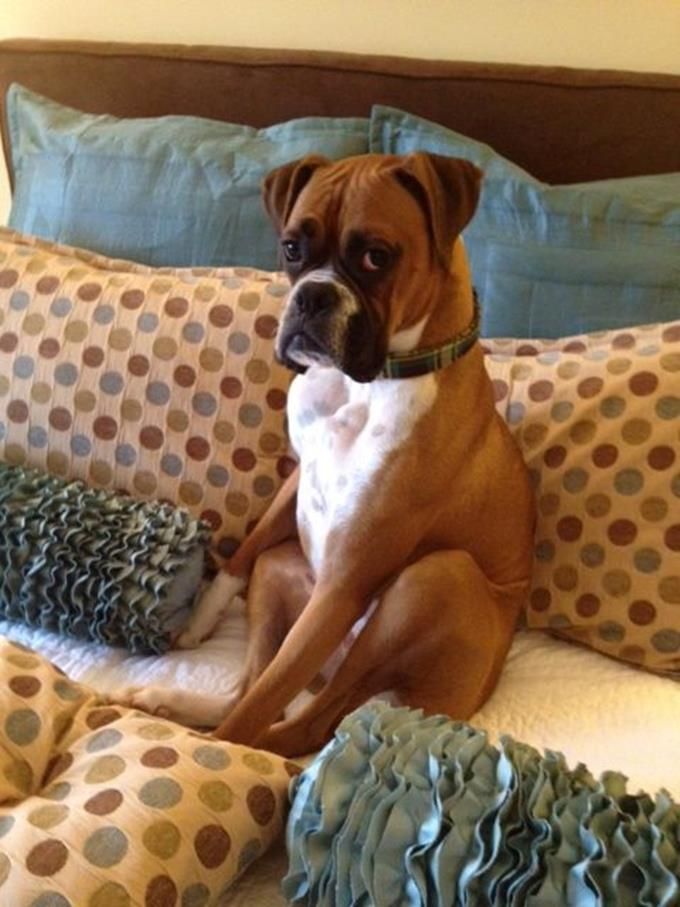 Boxer dog sitting on the bed