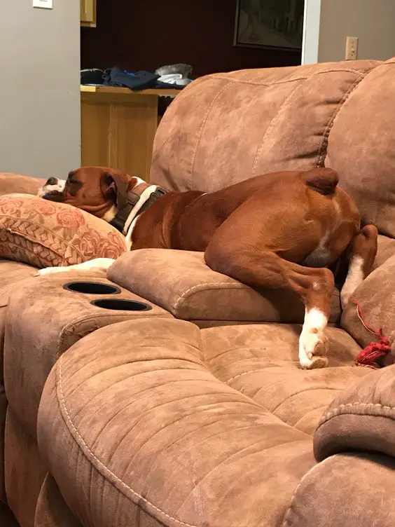 boxer dog sleeping on the couch