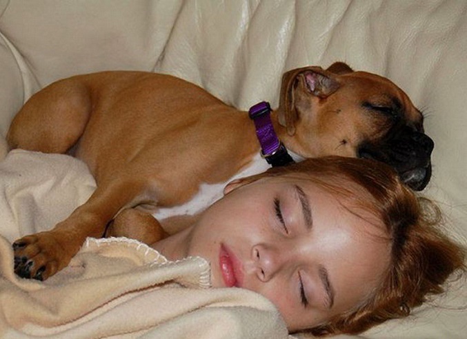 boxer puppy sleeping beside the kid